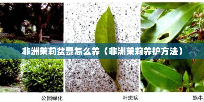 非洲茉莉盆景怎么养（非洲茉莉养护方法）