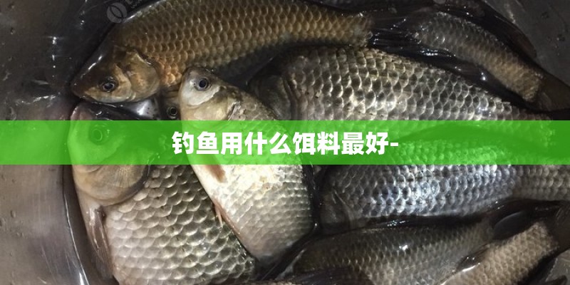 钓鱼用什么饵料最好-