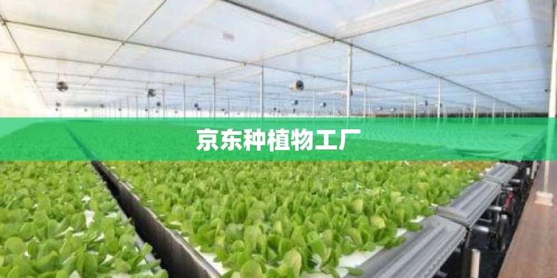 京东种植物工厂
