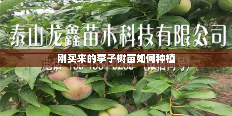 刚买来的李子树苗如何种植