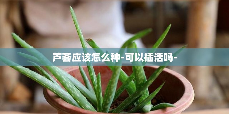 芦荟应该怎么种-可以插活吗-