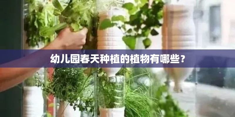 幼儿园春天种植的植物有哪些？