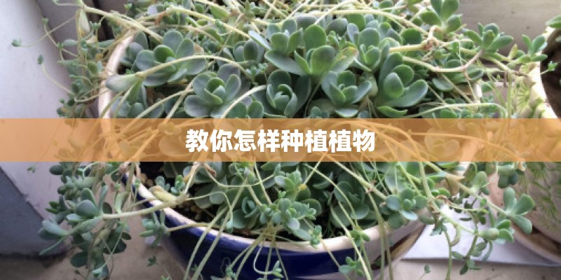 教你怎样种植植物