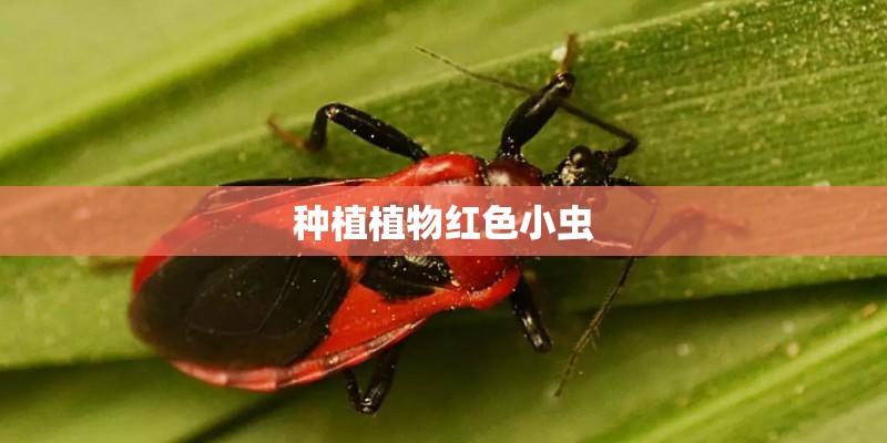种植植物红色小虫