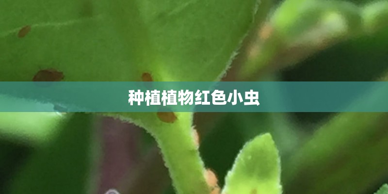 种植植物红色小虫 种植植物红色小虫
