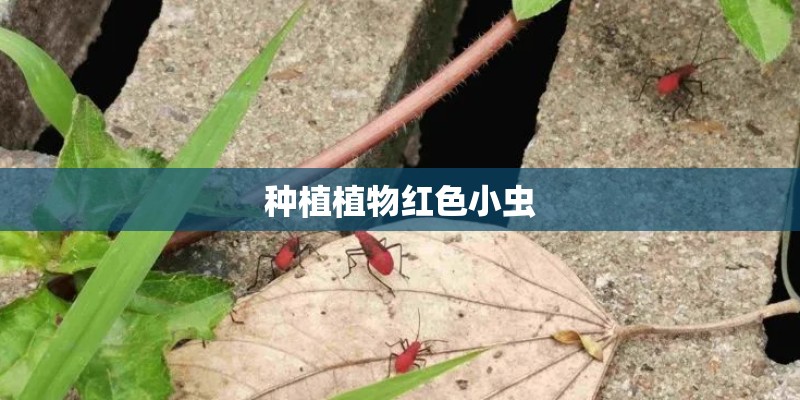 种植植物红色小虫 种植植物红色小虫