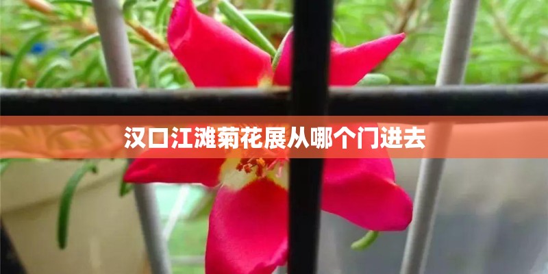 汉口江滩菊花展从哪个门进去