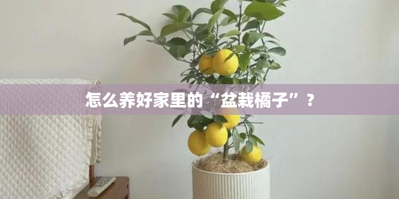 怎么养好家里的“盆栽橘子”？