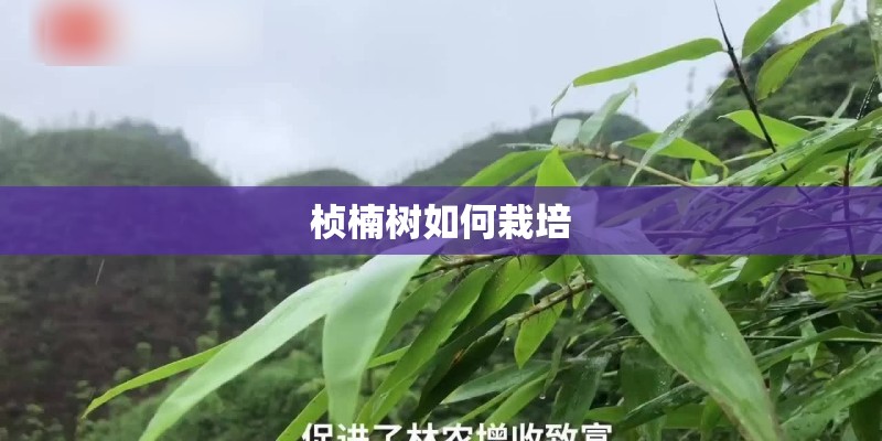 桢楠树如何栽培