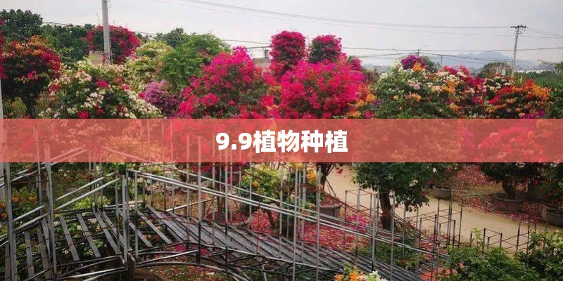 9.9植物种植 9.9植物种植