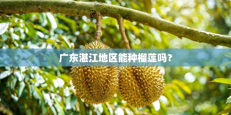 广东湛江地区能种榴莲吗？