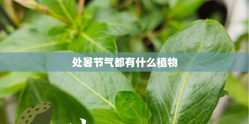 处暑节气都有什么植物