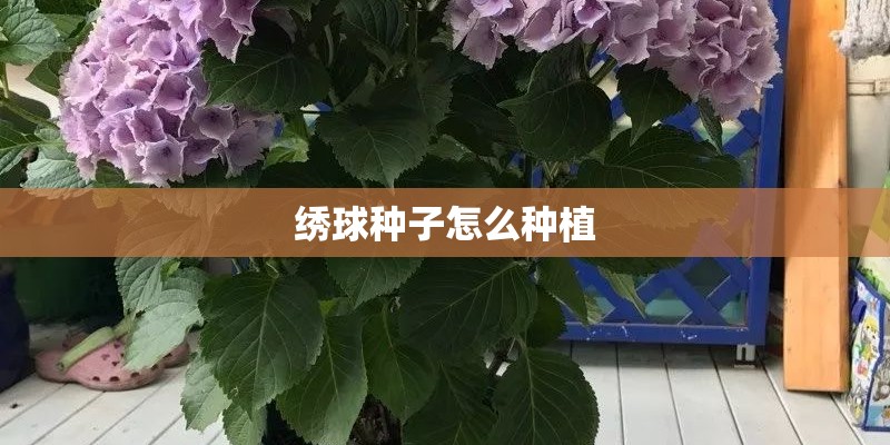 绣球种子怎么种植