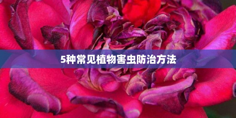 5种常见植物害虫防治方法