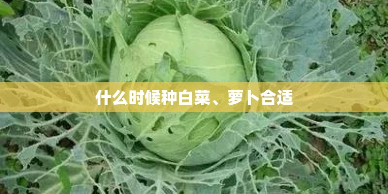 什么时候种白菜、萝卜合适