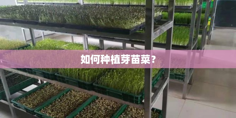 如何种植芽苗菜？