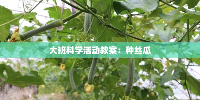 大班科学活动教案：种丝瓜