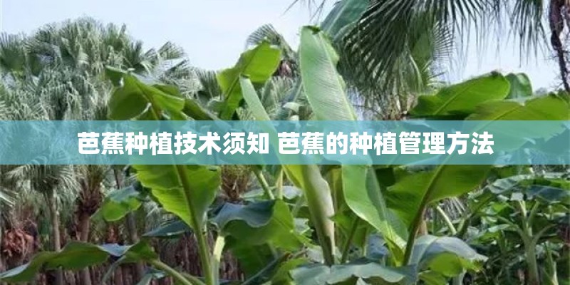 芭蕉种植技术须知 芭蕉的种植管理方法