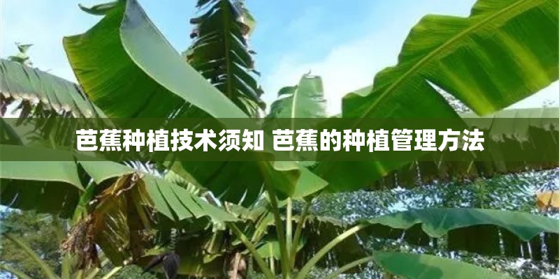 芭蕉种植技术须知 芭蕉的种植管理方法 芭蕉种植技术须知 芭蕉的种植管理方法