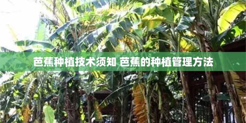 芭蕉种植技术须知 芭蕉的种植管理方法 芭蕉种植技术须知 芭蕉的种植管理方法