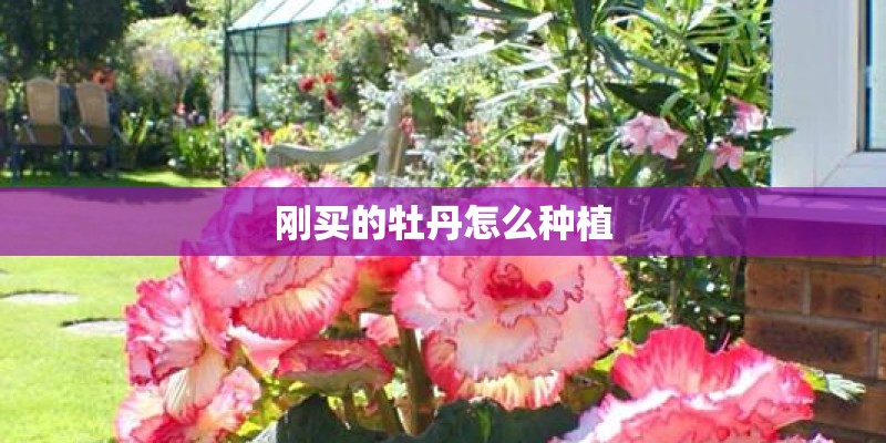 刚买的牡丹怎么种植