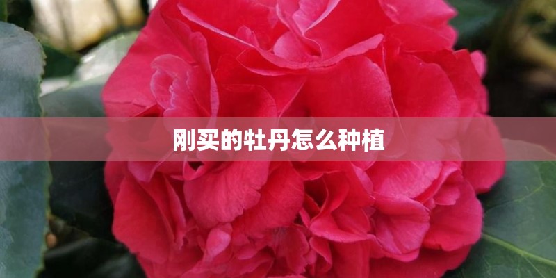 刚买的牡丹怎么种植 刚买的牡丹怎么种植