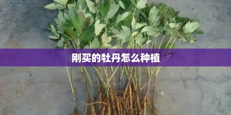 刚买的牡丹怎么种植 刚买的牡丹怎么种植