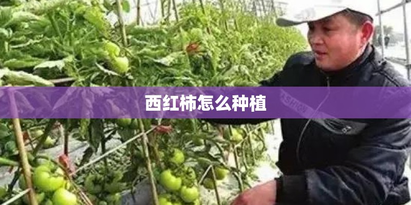 西红柿怎么种植