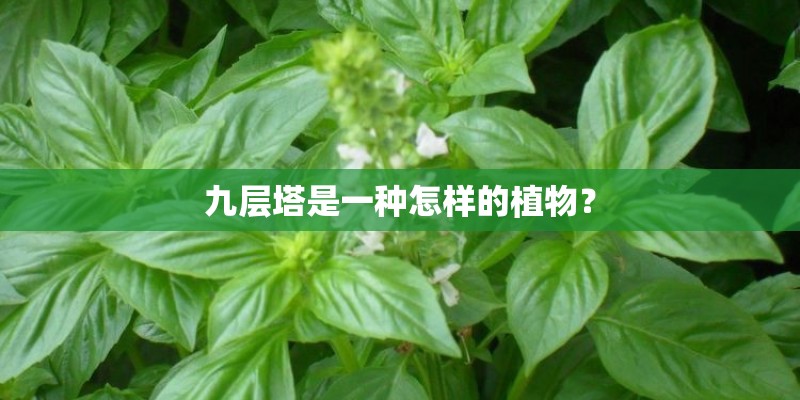 九层塔是一种怎样的植物？