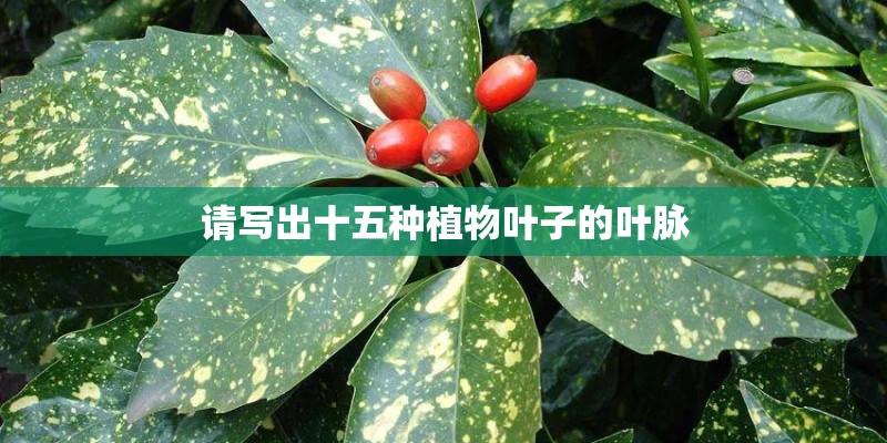 请写出十五种植物叶子的叶脉