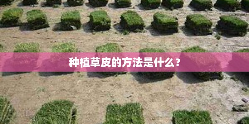 种植草皮的方法是什么？