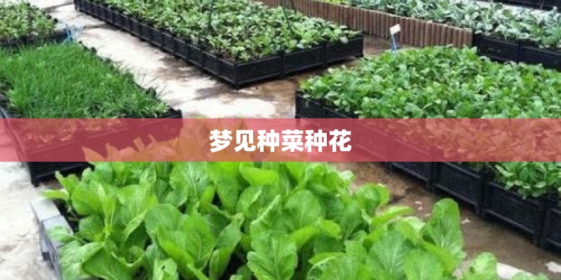 梦见种菜种花