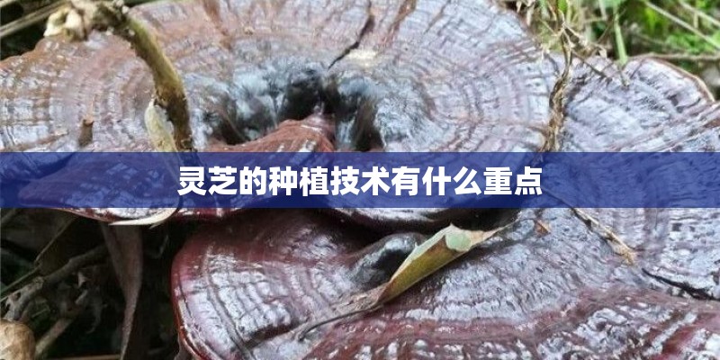 灵芝的种植技术有什么重点