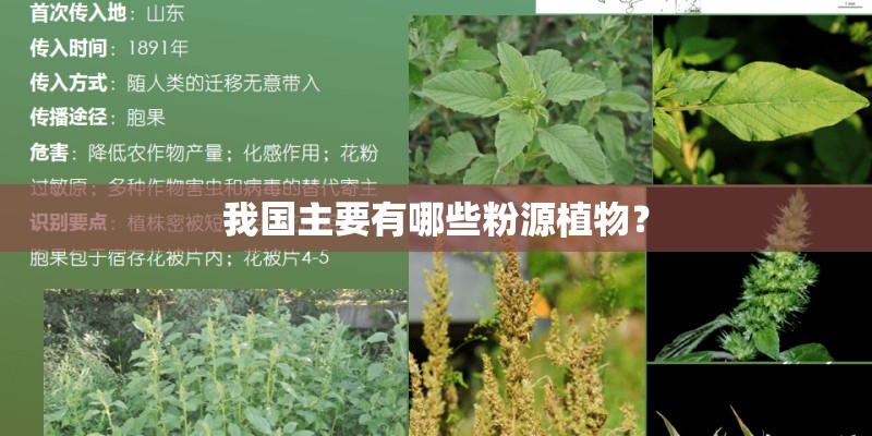我国主要有哪些粉源植物？