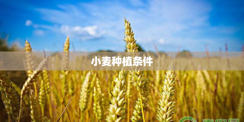 小麦种植条件