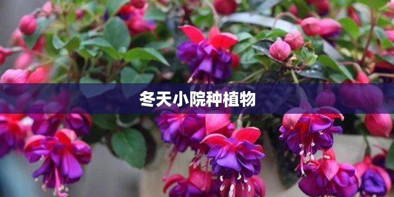 冬天小院种植物
