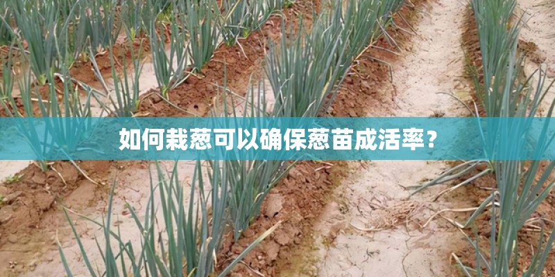 如何栽葱可以确保葱苗成活率？
