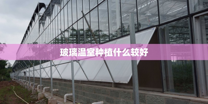 玻璃温室种植什么较好