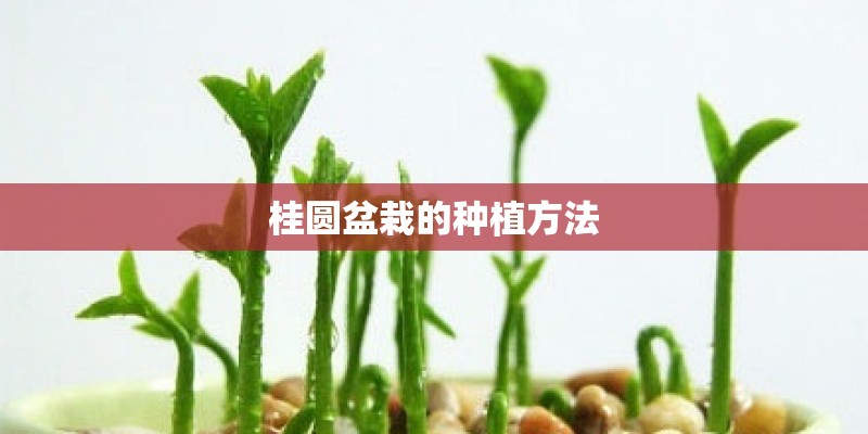 桂圆盆栽的种植方法