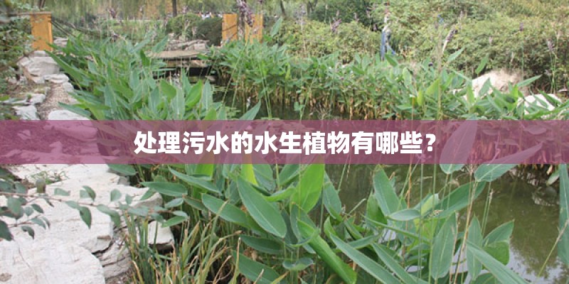 处理污水的水生植物有哪些？