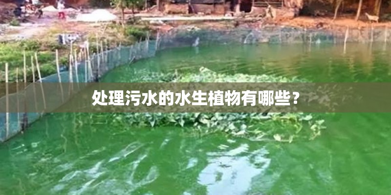 处理污水的水生植物有哪些？