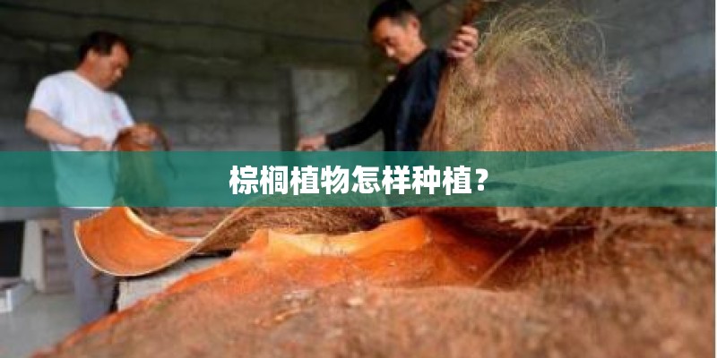 棕榈植物怎样种植？