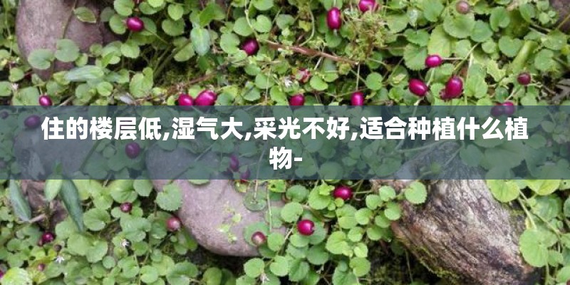 住的楼层低,湿气大,采光不好,适合种植什么植物-