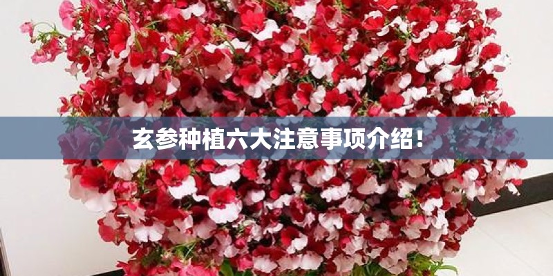 玄参种植六大注意事项介绍! 玄参种植六大注意事项介绍!