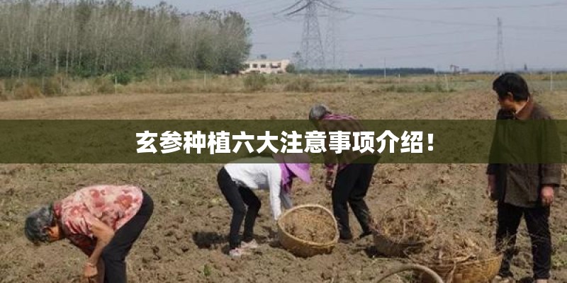 玄参种植六大注意事项介绍! 玄参种植六大注意事项介绍!