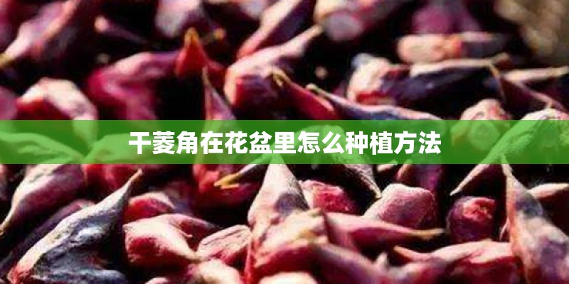 干菱角在花盆里怎么种植方法