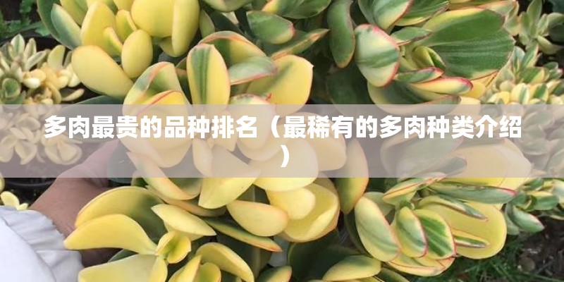 多肉最贵的品种排名（最稀有的多肉种类介绍）