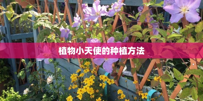 植物小天使的种植方法