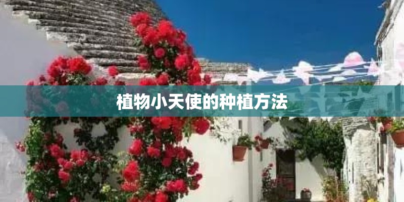 植物小天使的种植方法
