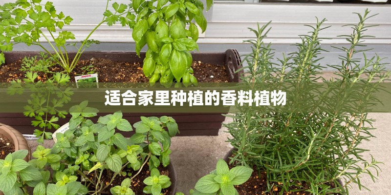 适合家里种植的香料植物
